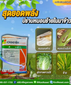 ยกลัง สุดคุ้ม ตัวท็อป เวอตาโก คลอแรนทรานิลิโพรล+ไทอะมีทอกแซม  กำจัดหนอนกอข้าว หนอนม้วนใบ เพลี้ยไฟ คลินิกพืชคูลเกษตร
