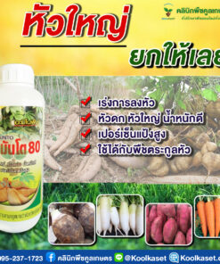 ยกลัง สุดคุ้ม บำรุงหัว เอสมันโต SC   สูตรลงหัว เร่งหัวใหญ่ เนื้อแน่น น้ำหนักดี มัน เผือก กะหล่ำปลี กะหล่ำดอก แครอท มันแกว บีทรูท คลินิกพืชคูลเกษตร