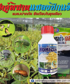 สิงห์เอส ฟิโพรนิล กำจัดเพลี้ยไฟ แมลงปีกแข็ง ด้วง เต่าแตง แมลงกินใบ ปลวก แมลงใต้กิน คลินิกพืชคูลเกษตร