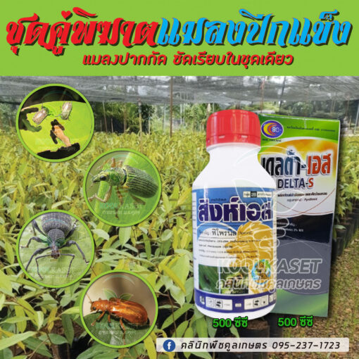 แมลงปีกแข็ง-500-510x510