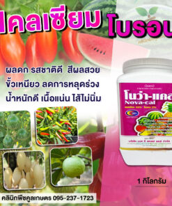 ยกลัง สุดคุ้ม โนว่าแคล  แคลเซียมโบรอน ชนิดผง สูตรเข้มข้น น้ำหนักเต็ม หวานกรอบ ขั้วเหนียว ลูกดก คลินิกพืชคูลเกษตร
