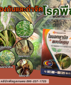 ยกลัง สุดคุ้ม สารกำจัดเชื้อรา ไซมอกซานิล + เเมนโคเซบ ป้องกัน โรคพืช ราน้ำค้าง รากเน่า ใบไหม้ คลินิกพืชคูลเกษตร