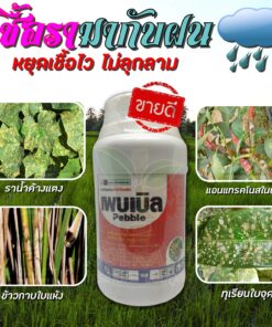 สารป้องกัน กำจัดเชื้อรา เพบเบิ้ล ไดฟีโนโคนาโซล + โพรพิโคนาโซล ราน้ำค้าง กุ้งแห้งพริก คลินิกพืชคูลเกษตร
