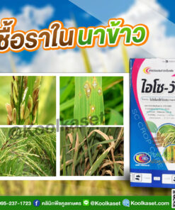 โรคพืช ไอโซ-วัน ใบไหม้ ขอบใบแห้ง เมล็ดด่าง กาบใบแห้ง เมล็ดกระถิ คลินิกพืชคูลเกษตร