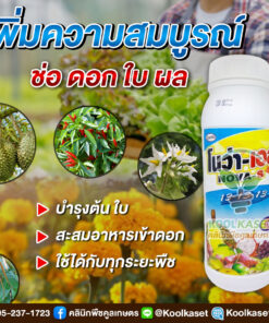 โนว่า-เอส 13-13-13  สูตรเข้มข้น บำรุง ต้น ดอก ผล ขยายขนาดใบ ใบเขียว ใบหนา ขยายผล ลดการหลุดร่วง คลินิกพืชคูลเกษตร