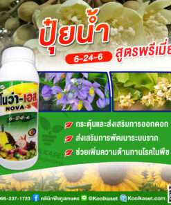 โนว่าเอส ปุ๋ยน้ำ บำรุงดอก 6-24-6 บำรุงดอก พัฒนาระบบราก เพิ่มความต้านทานโรค ดาวเรือง คลินิกพืชคูลเกษตร