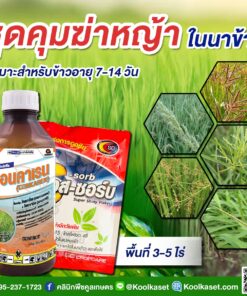 คลุมฆ่าหญ้าในนาข้าว คอนคาเรน กำจัดหญ้าใบแคบและใบกว้าง หญ้าตีนนก หญ้าสาบเสือ หญ้าเทียนนา คลินิกพืชคูลเกษตร