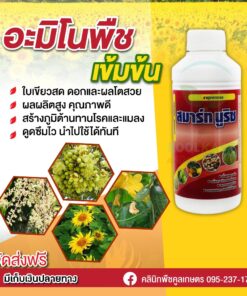 สมาร์ทนูริช อาหารเสริมพืช ติดดอกดี สะสมอาหารสมบูรณ์ พืชแข็งแรง นาข้าว พืชไร่ พืชสวน คลินิกพืชคูลเกษตร