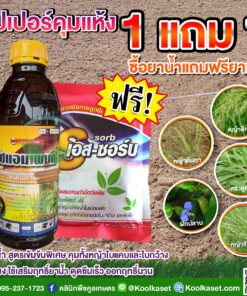 ไซแอมเพนดิ ยาเหลือง ยาคุมแห้ง ยาหว่านแห้ง เนื้อเจียไต๋ สารกำจัดวัชพืชใบแคบ ใบกว้าง ข้าว อ้อย คลินิกพืชคูลเกษตร