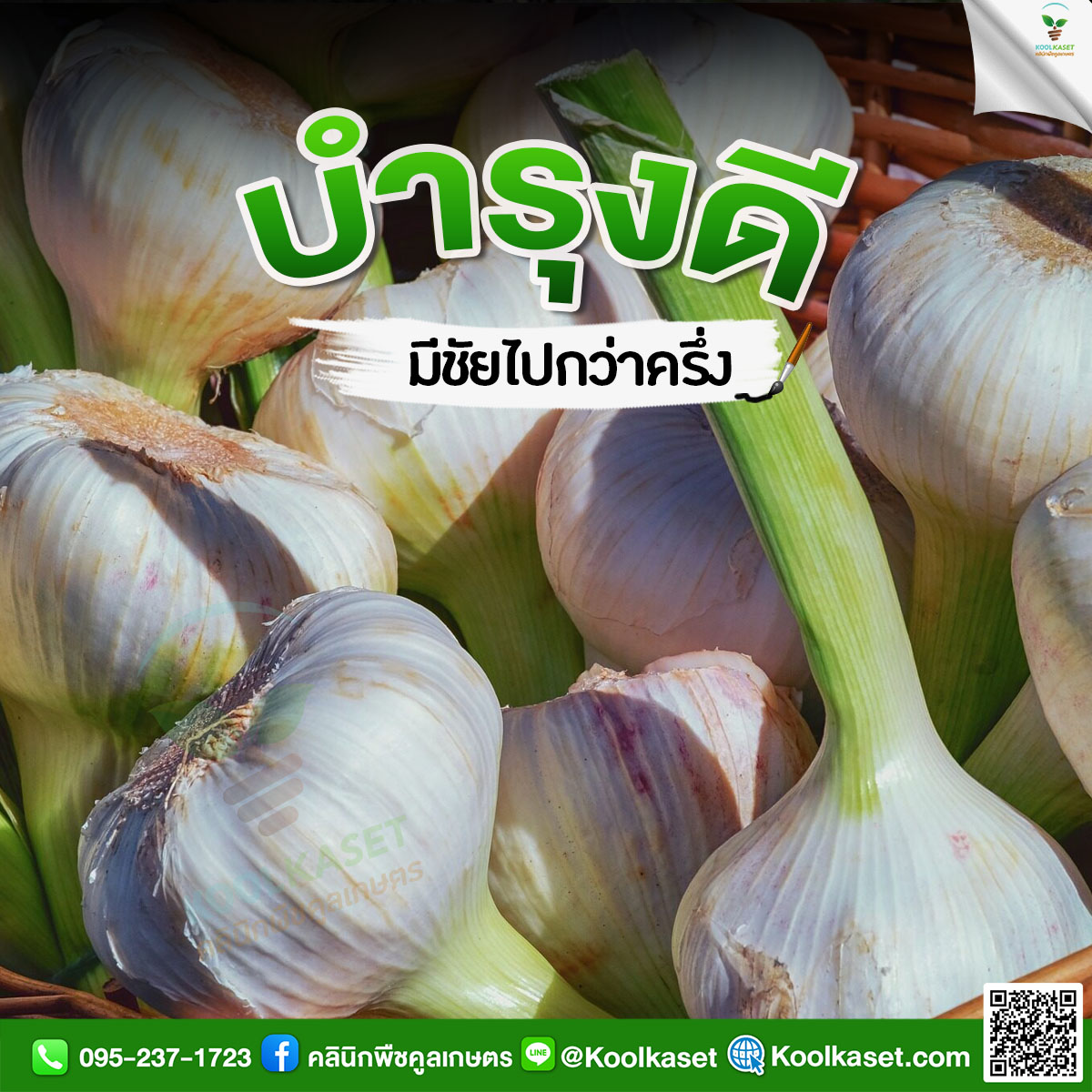 กระเทียม