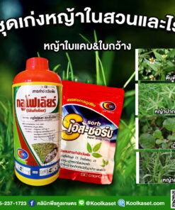 กำจัดวัชพืช กลูโฟเลียร์ ในสวน ในไร่ กำจัดวัชพืช ใบแคบ ใบกว้าง เร่งดูดซึม คลินิกพืชคูลเกษตร