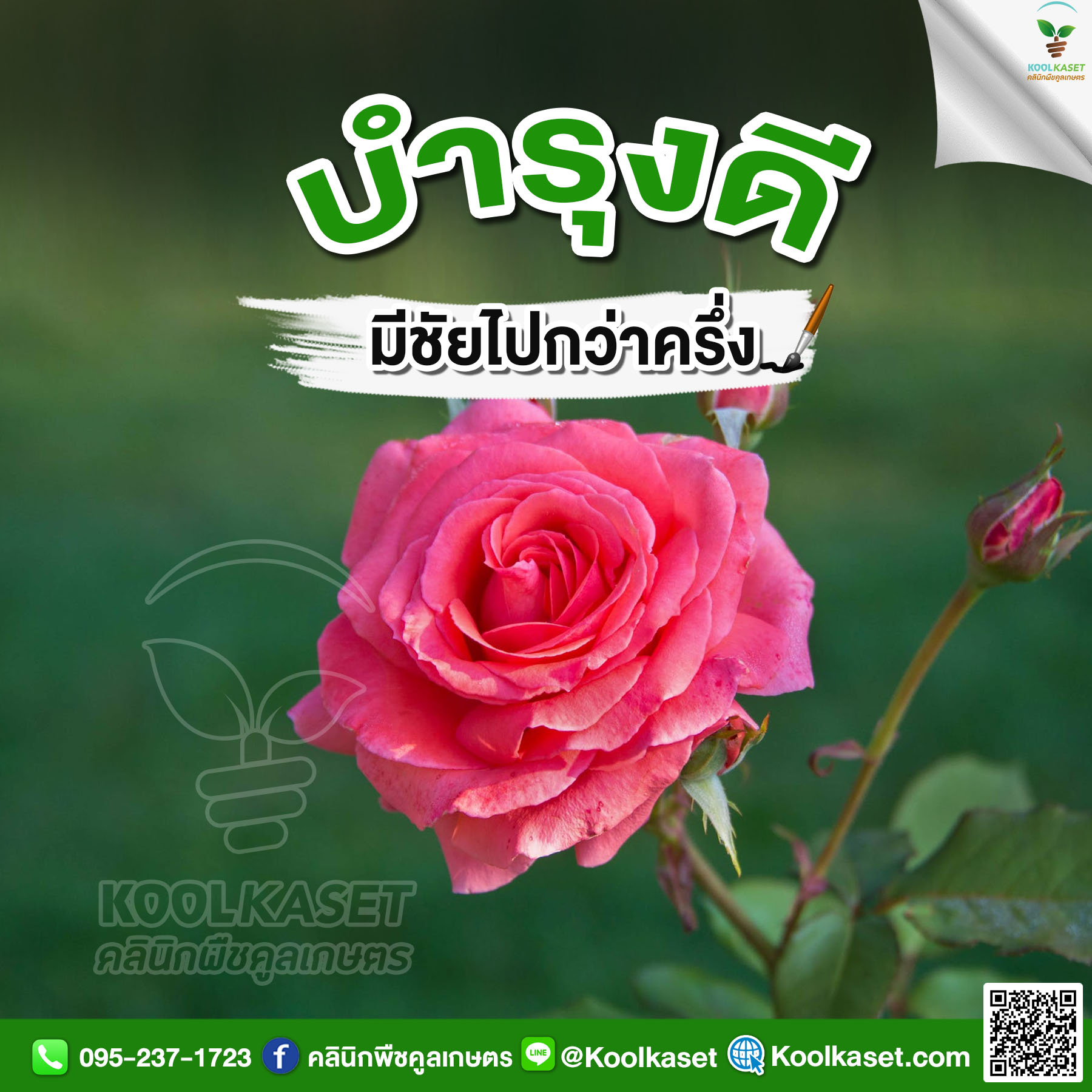 กุหลาบ