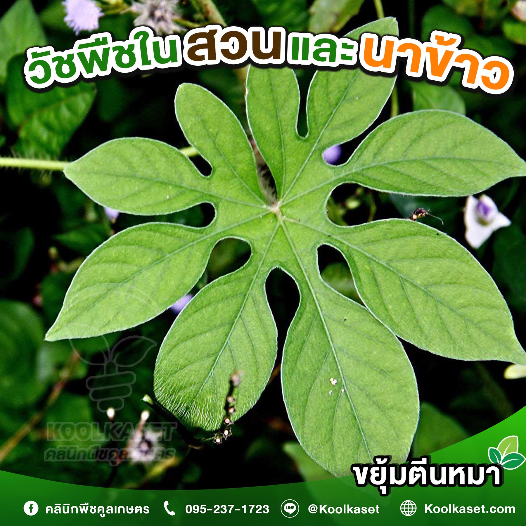 ขยุ้มตีนหมา