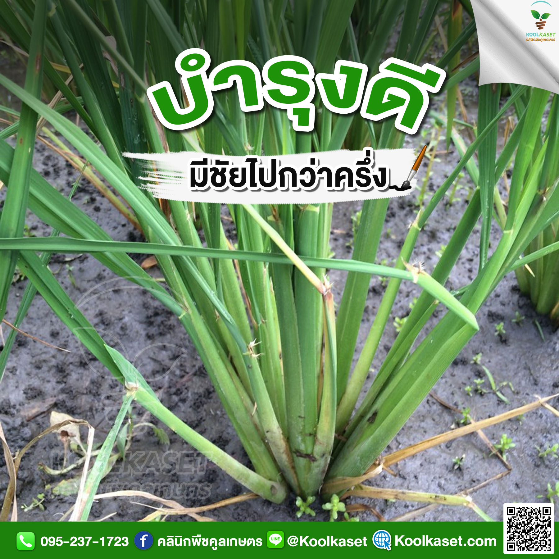 ข้าวแตกกอ