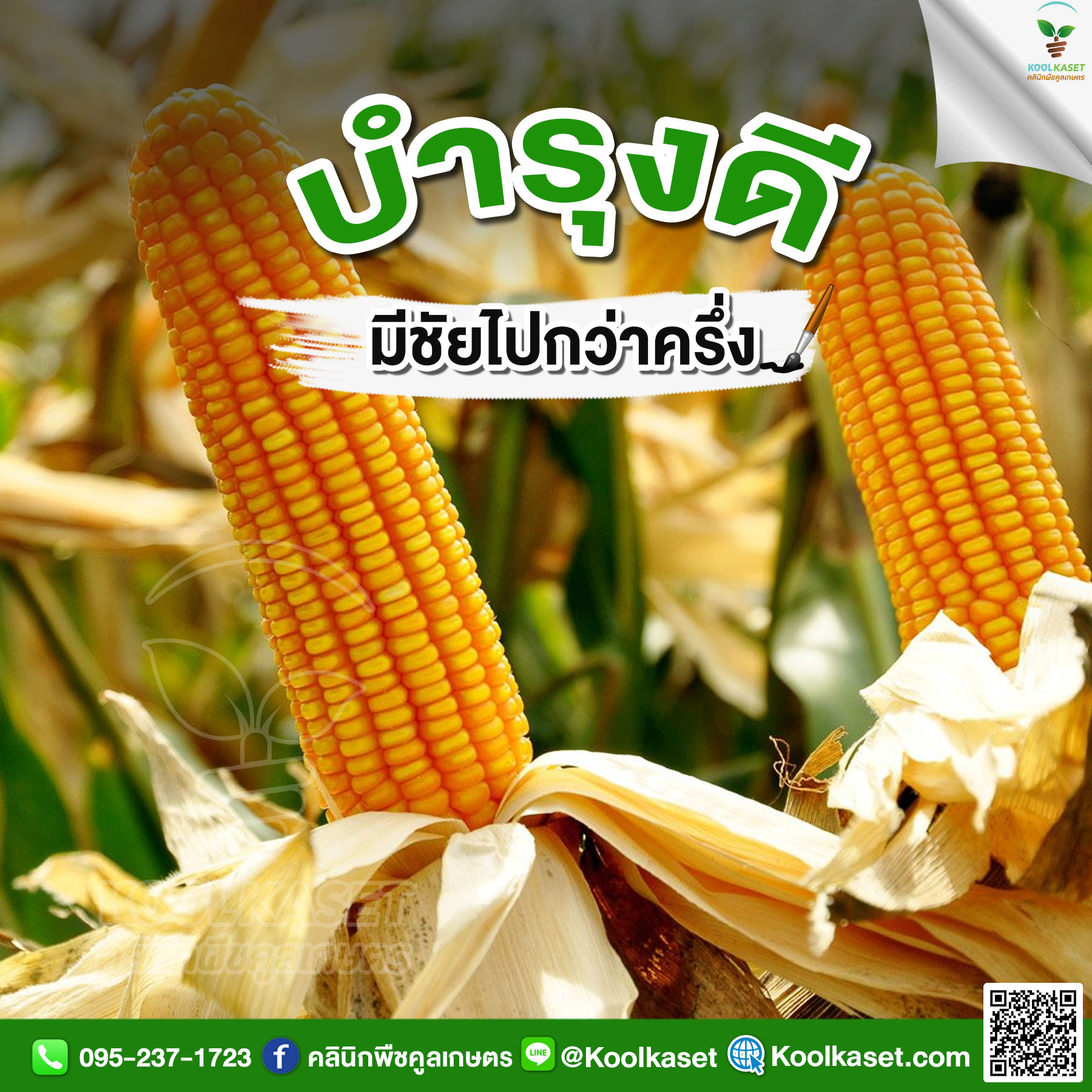 ข้าวโพด