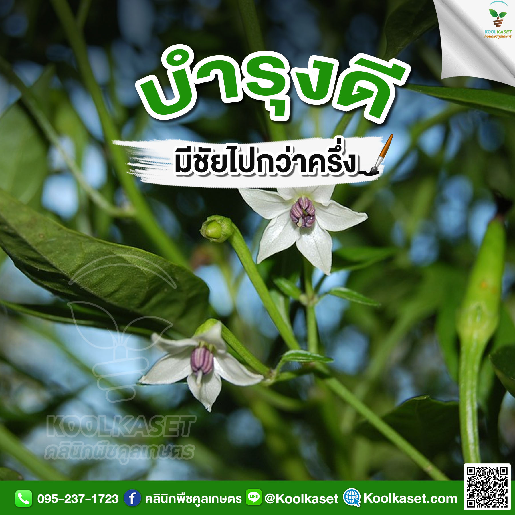 ดอกพริก