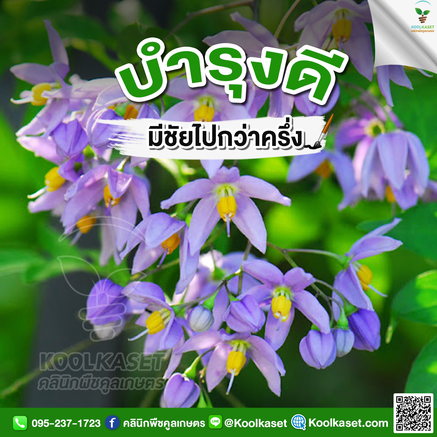 ดอกมะเขือ