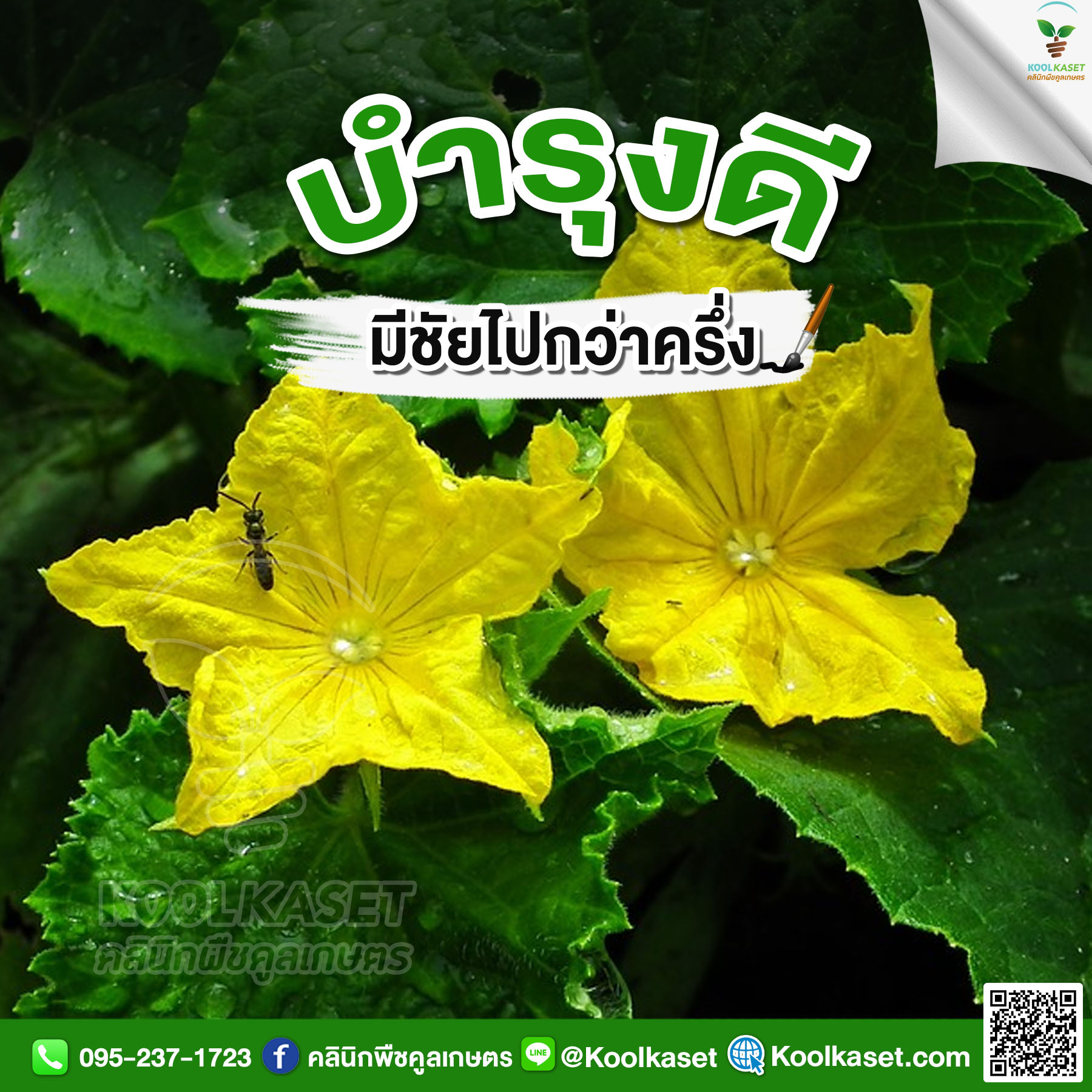 ดอกแตงกวา