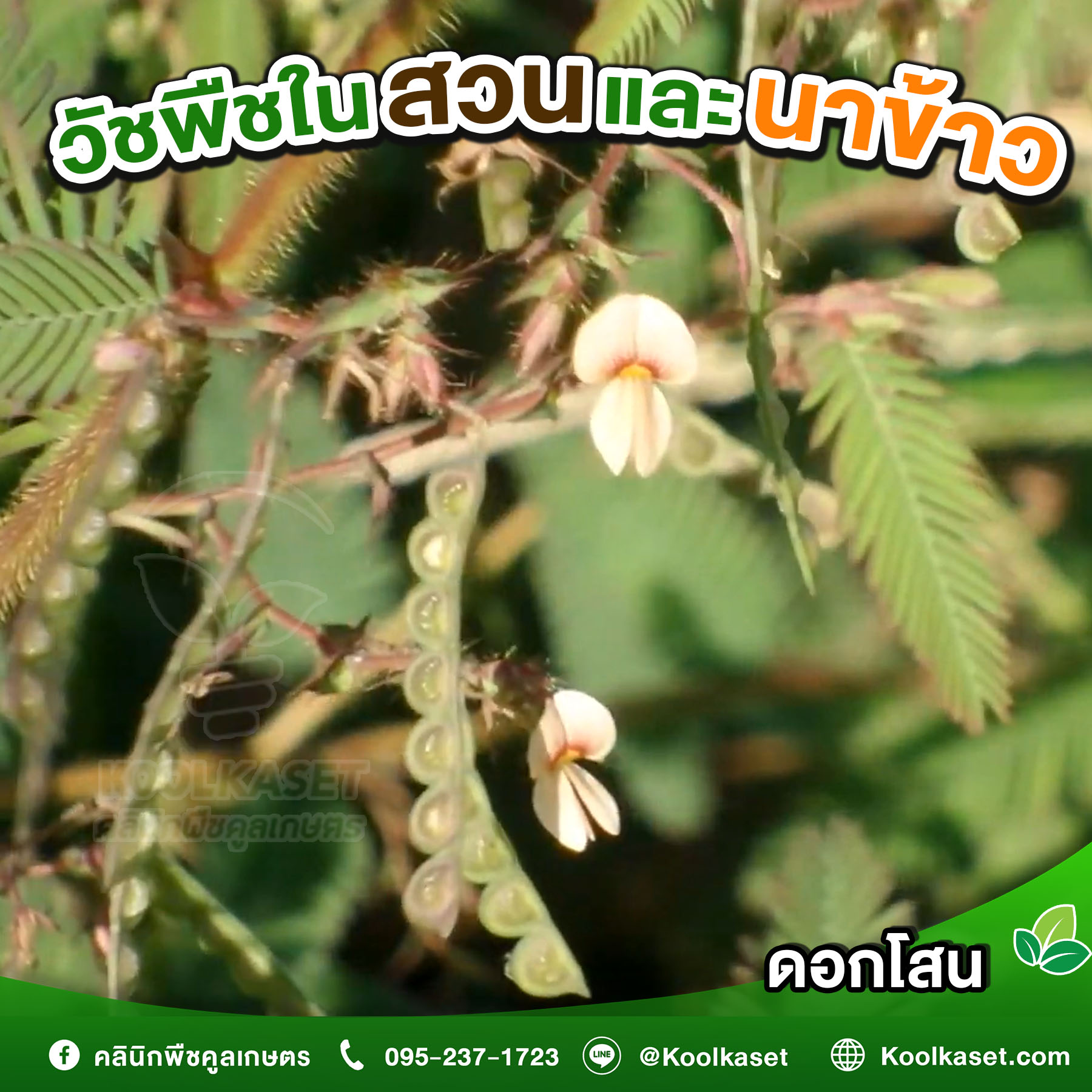 ดอกโสน