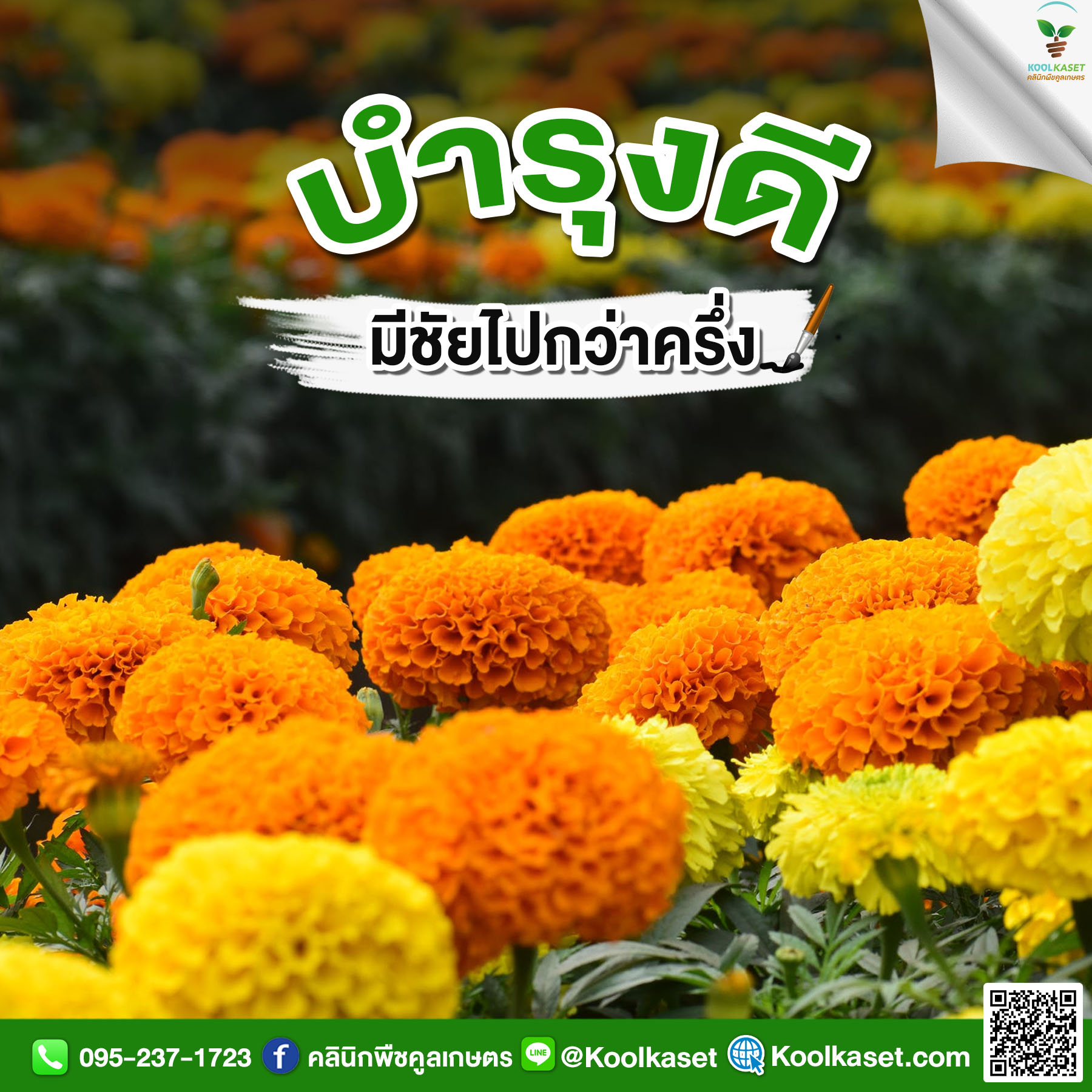 ดาวเรือง