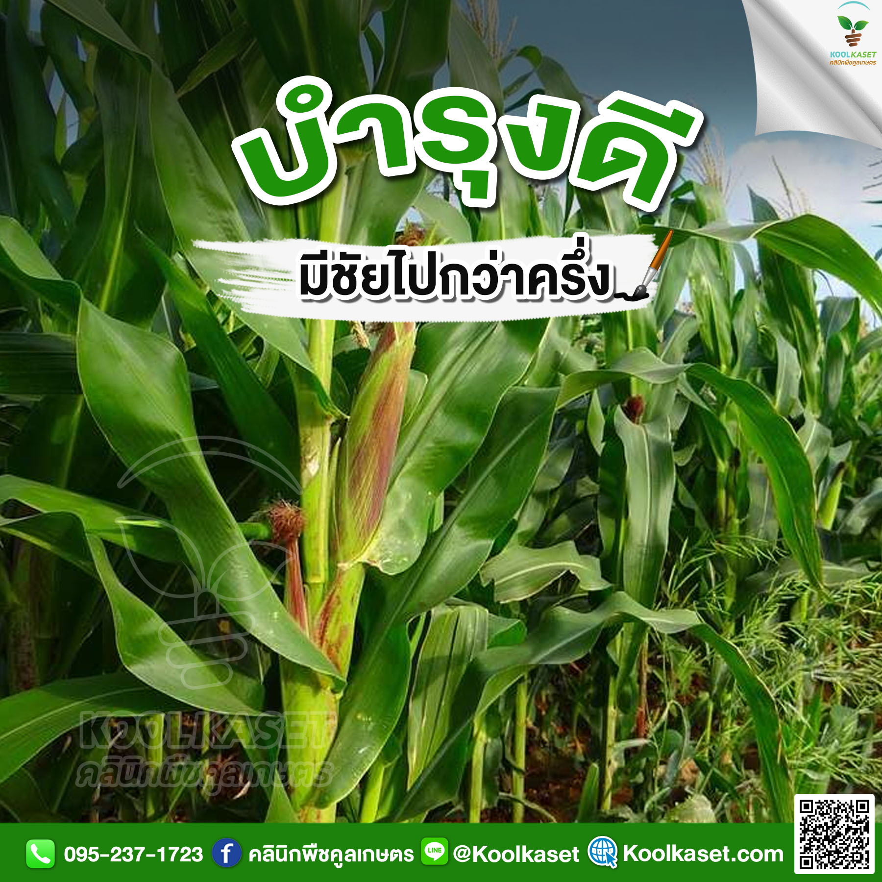 ต้นข้าวโพด