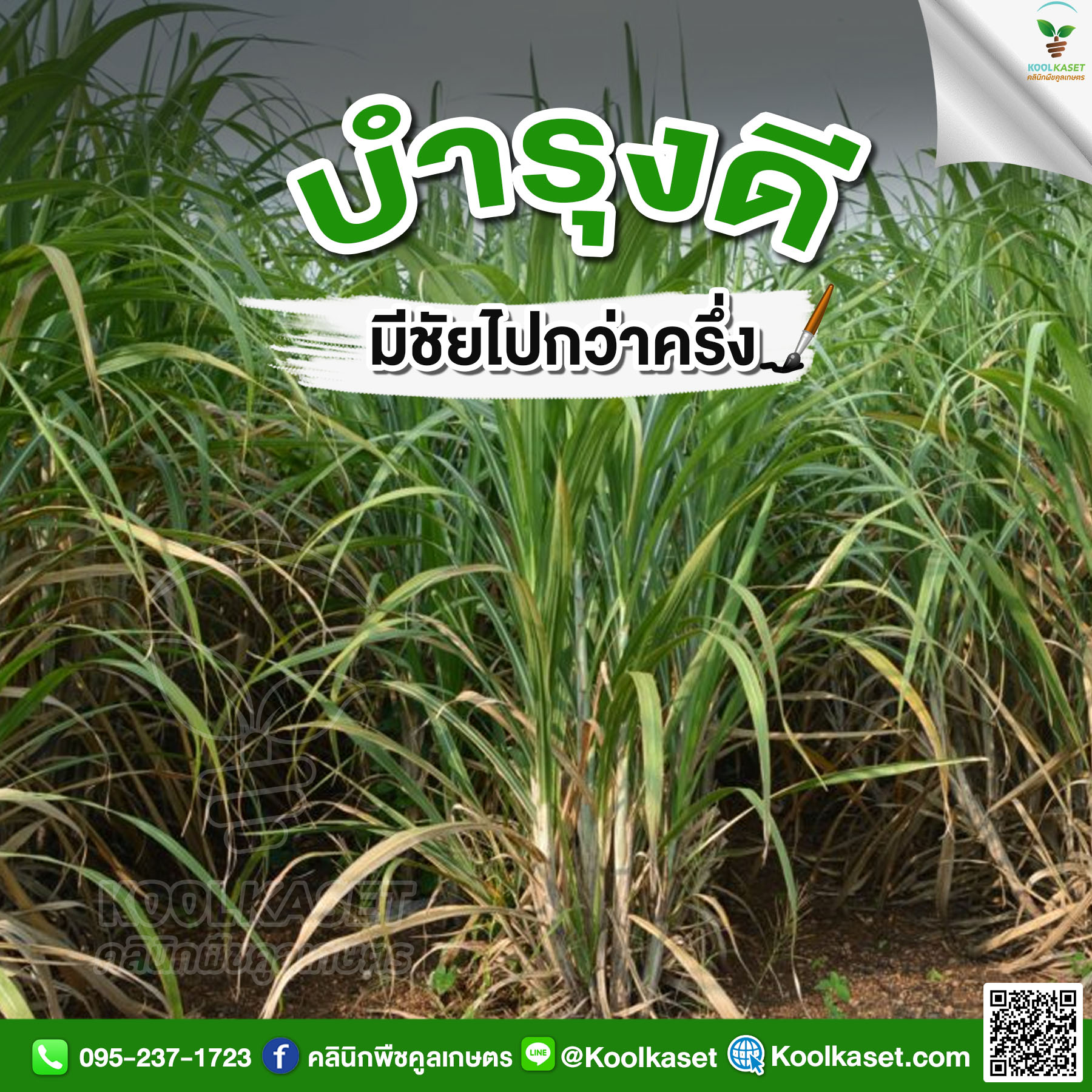 ต้นอ้อย