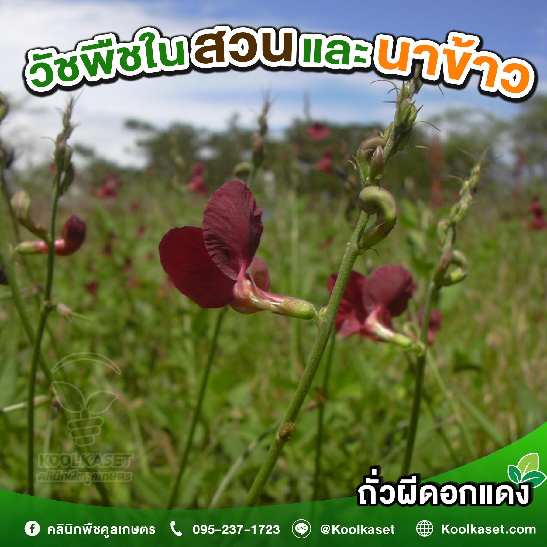 ถั่วผีดอกแดง