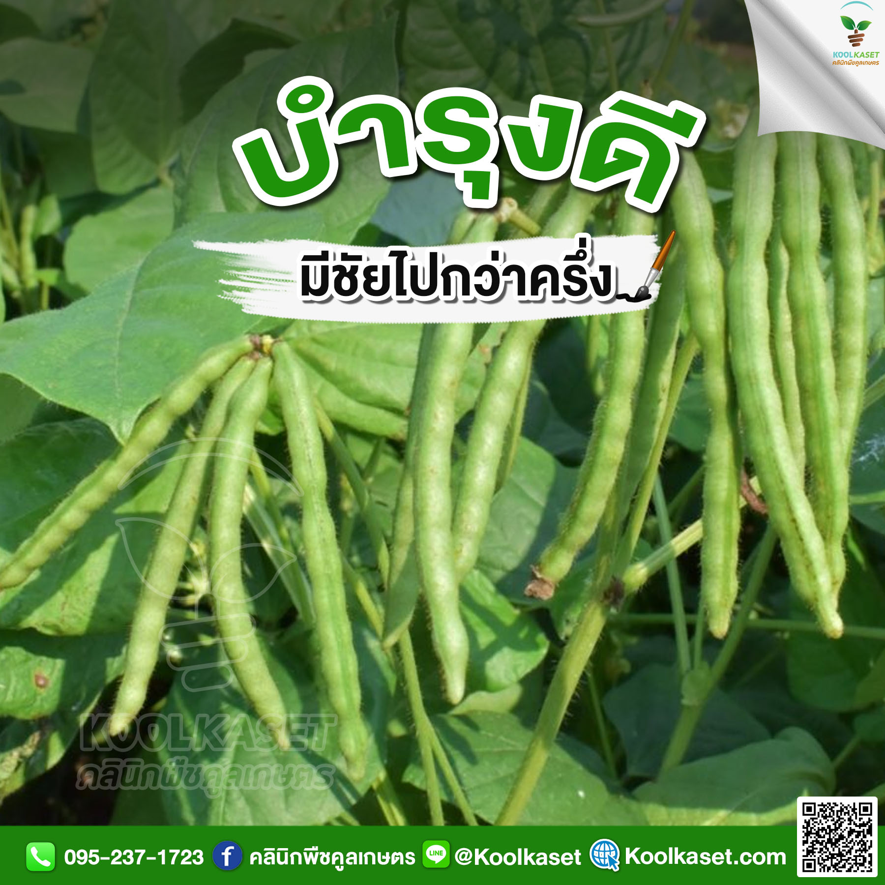 ถั่วเขียว