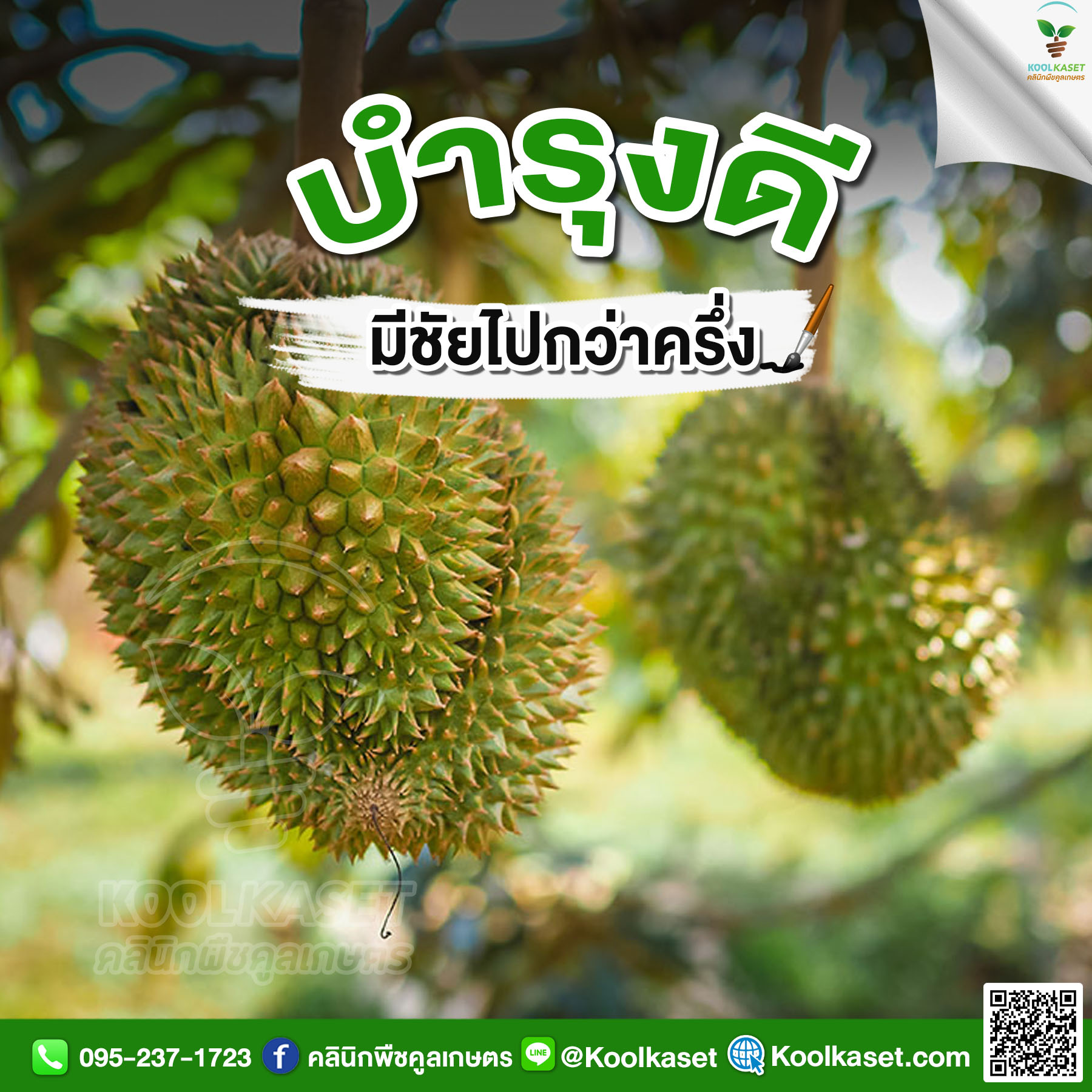 ทุเรียนผล