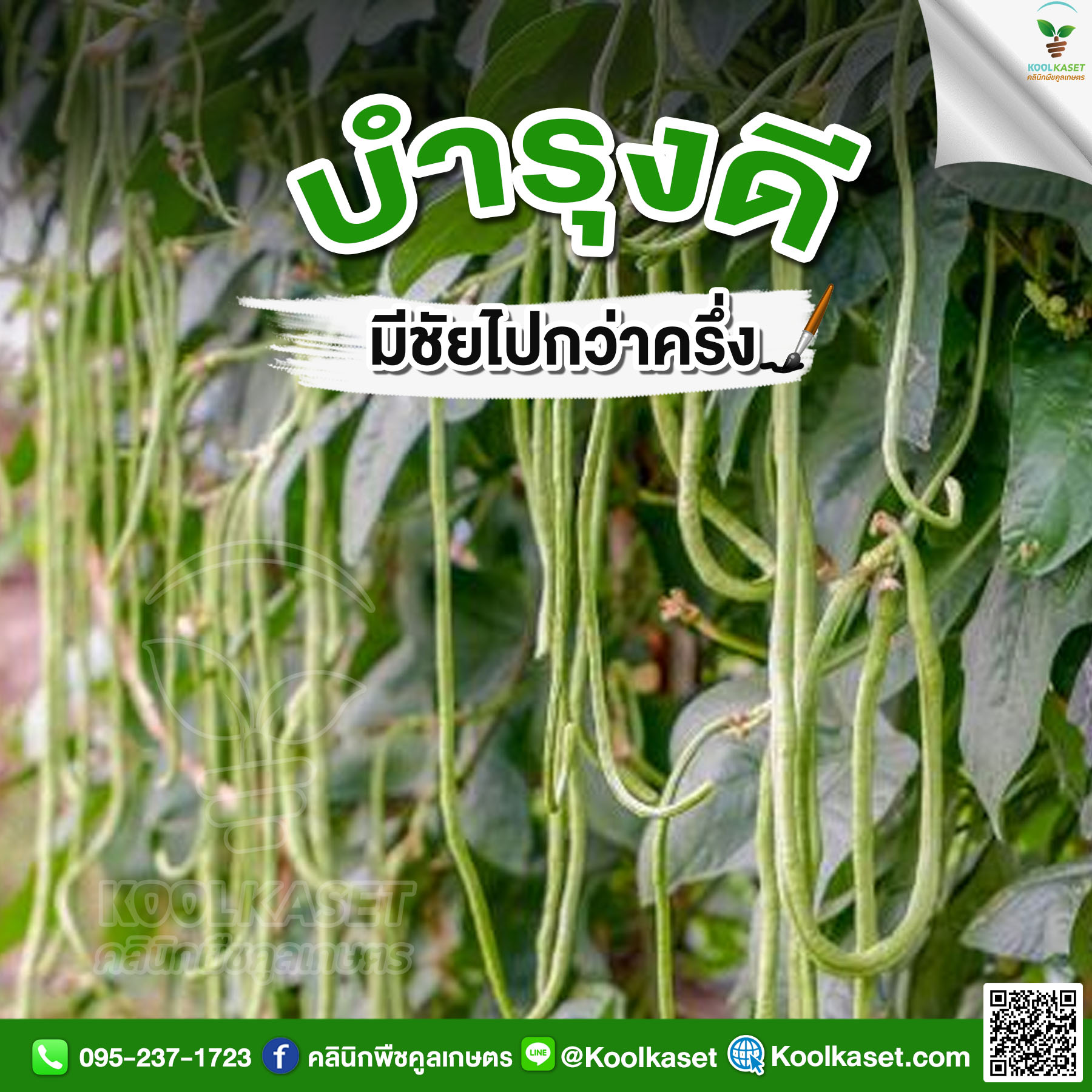 ผลถั่วฝักยาว