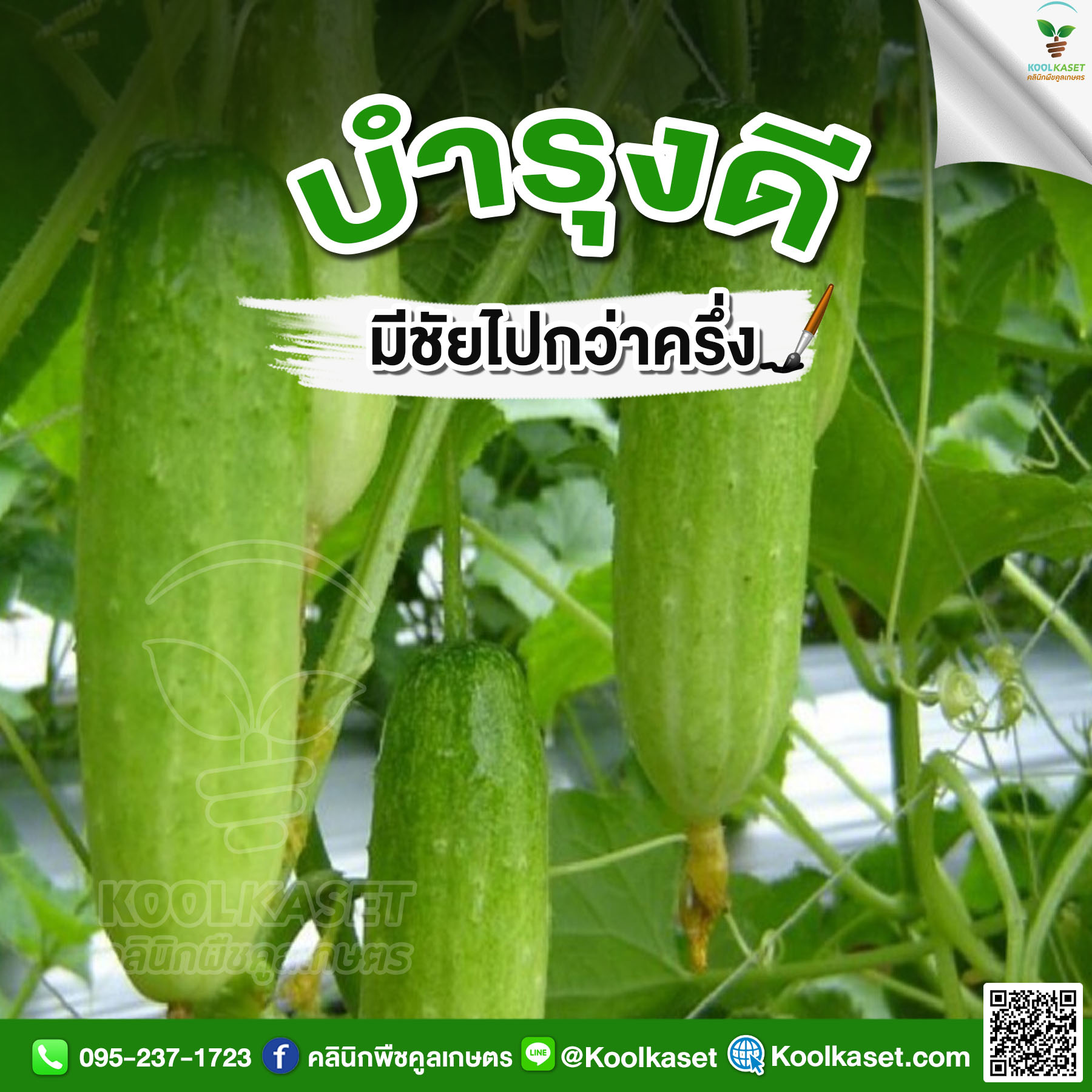 ผลแตงกวา