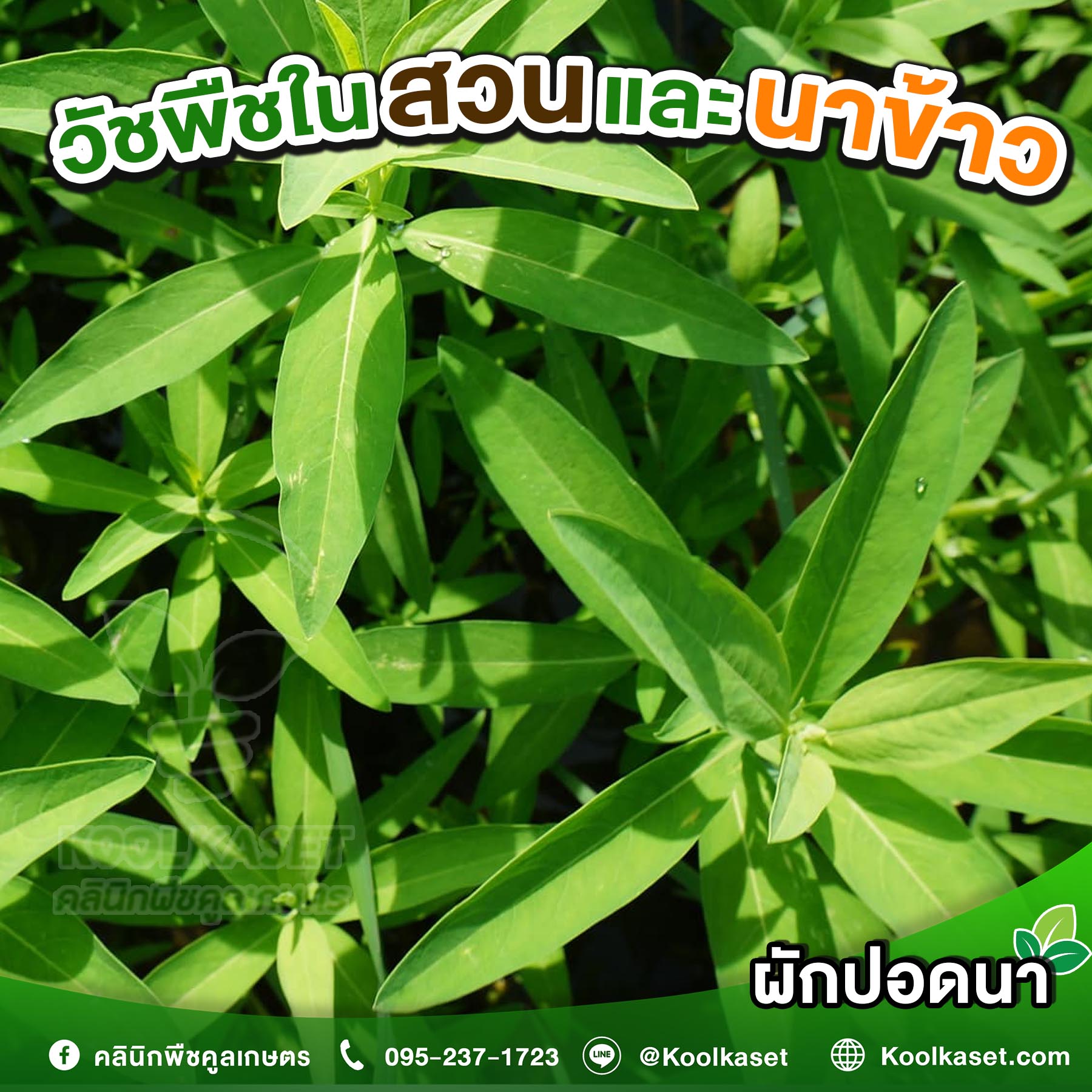 ผักปอดนา