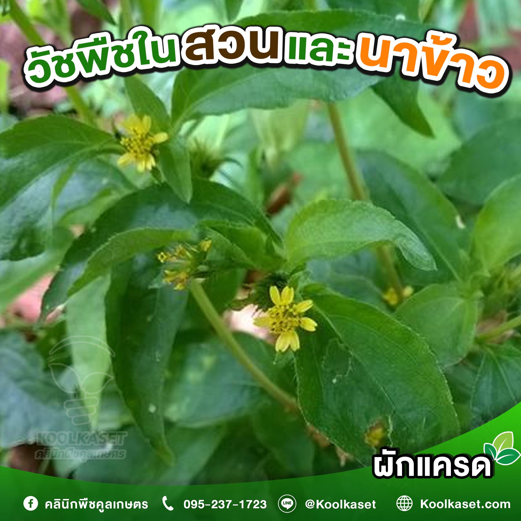 ผักแครด