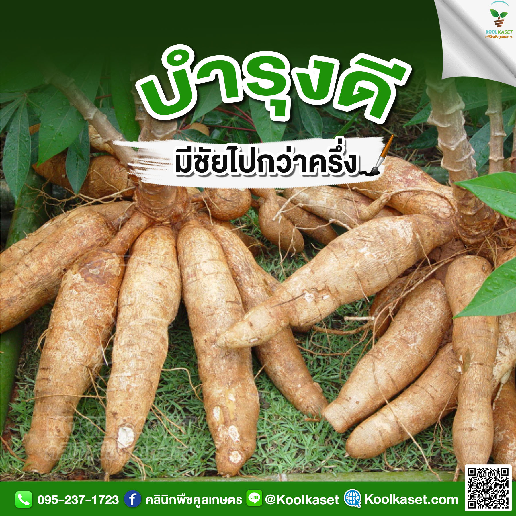 มันสำปะหลัง