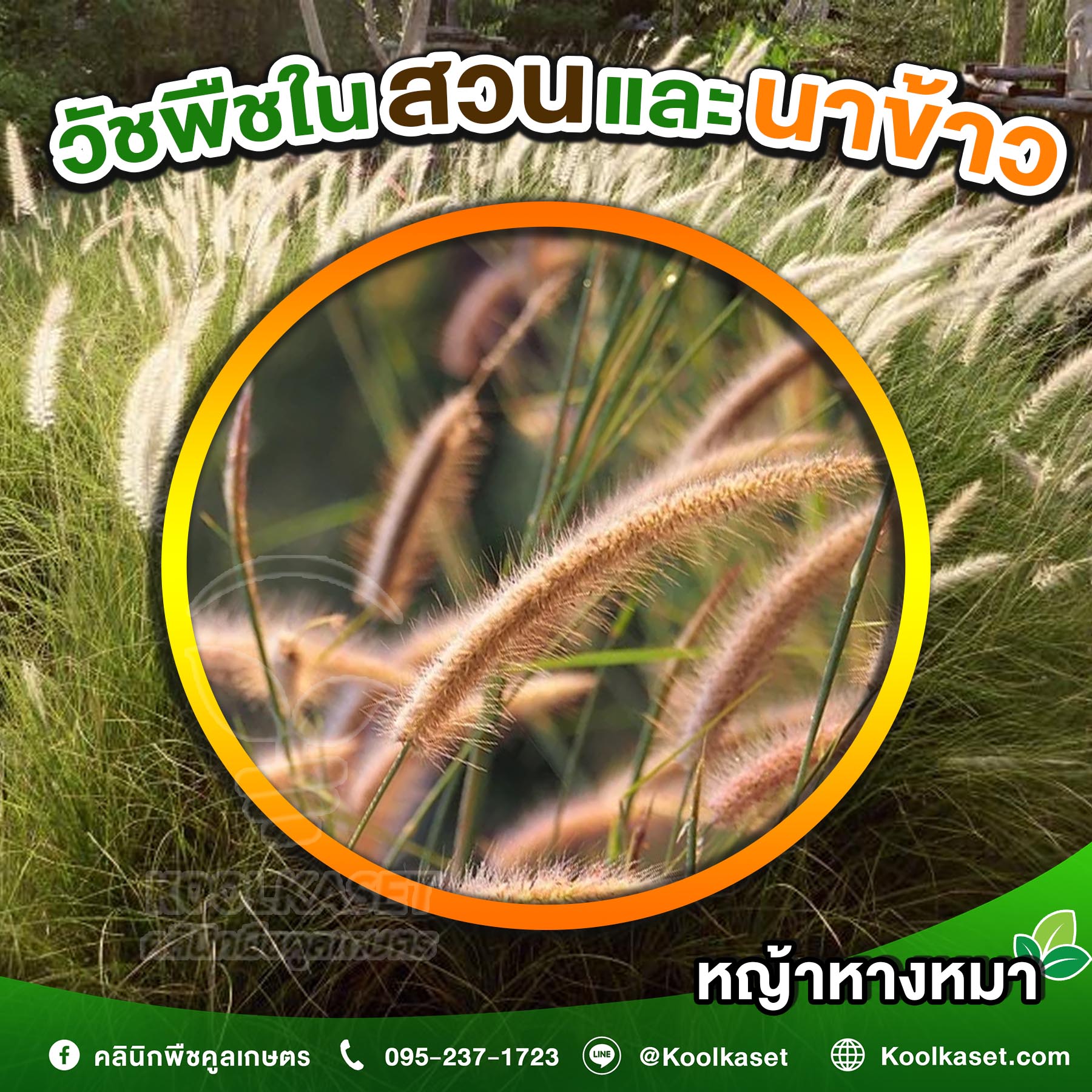 หญ้าหางหมา