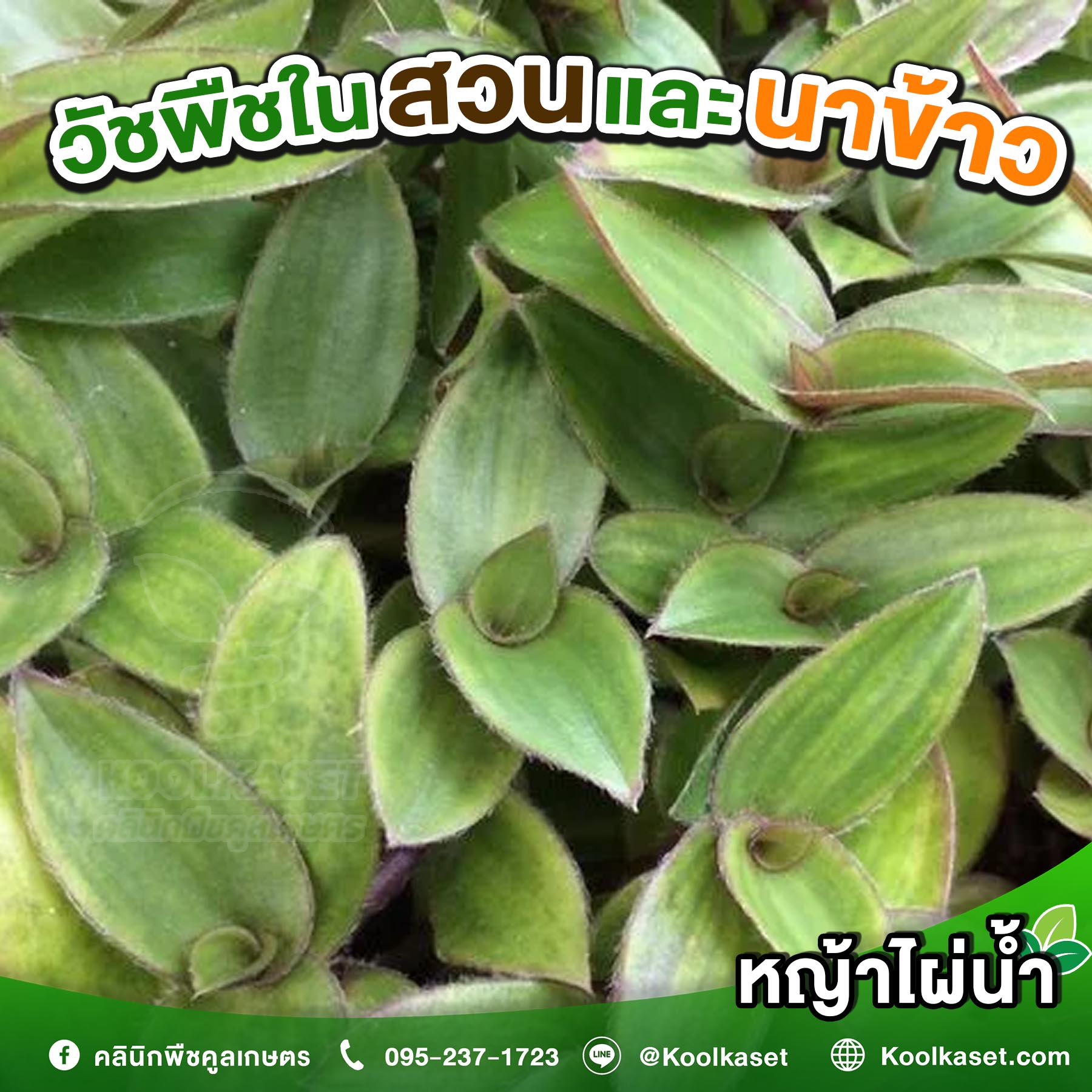 หญ้าไผ่น้ำ