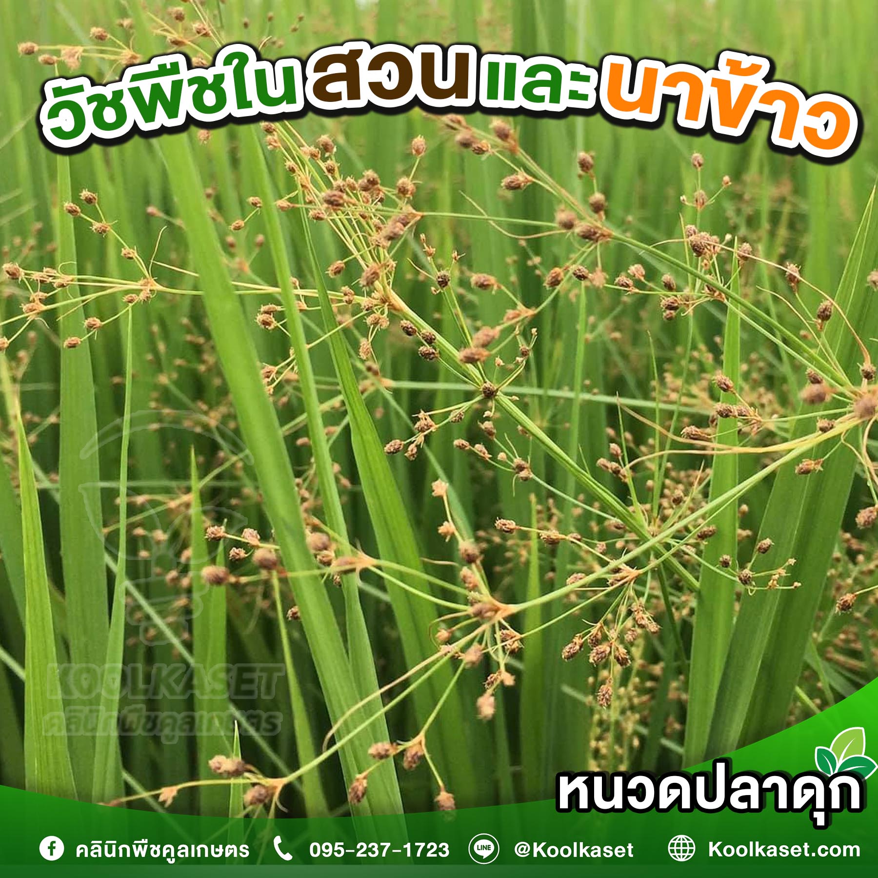หนวดปลาดุก