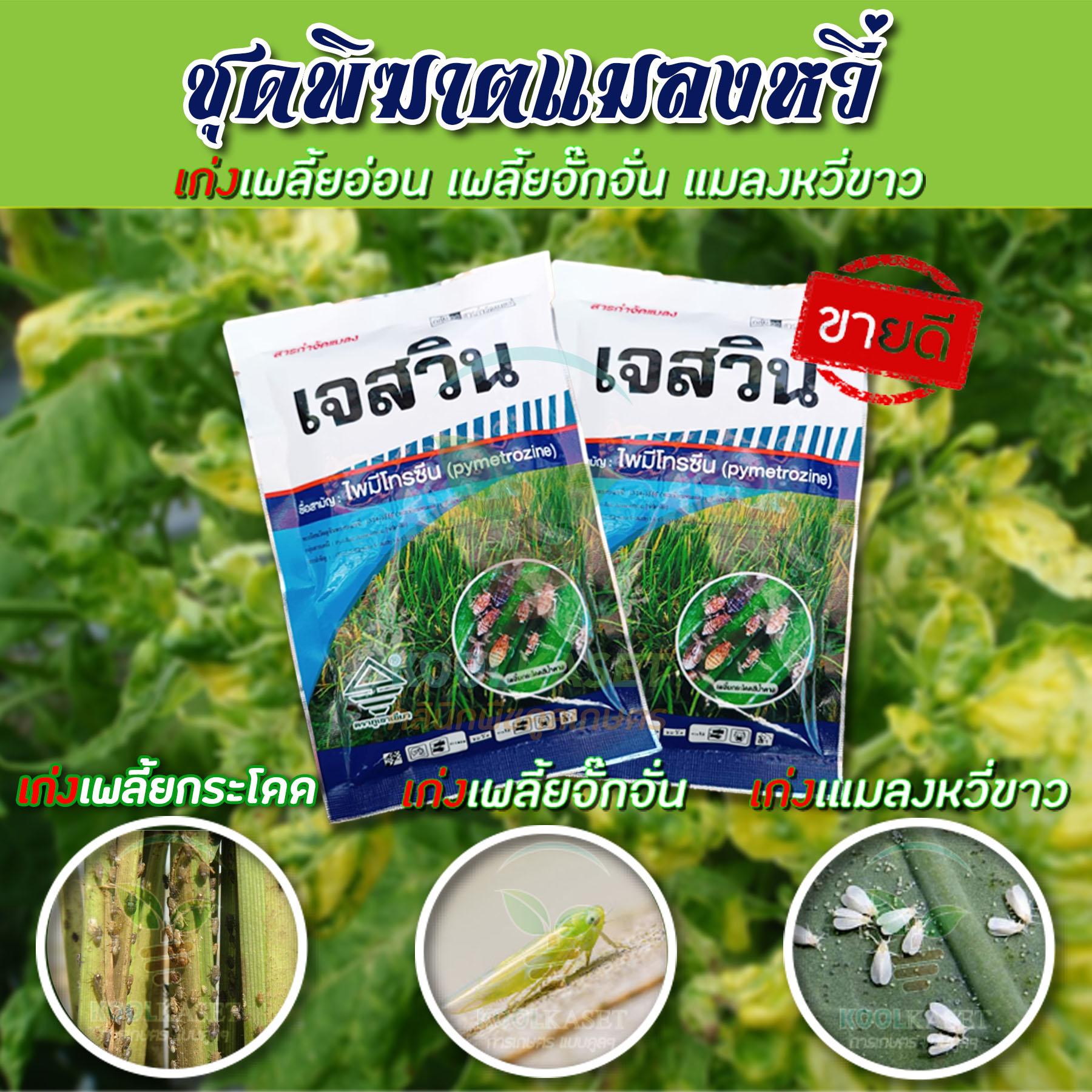 เจสวินเดี่ยวๆ