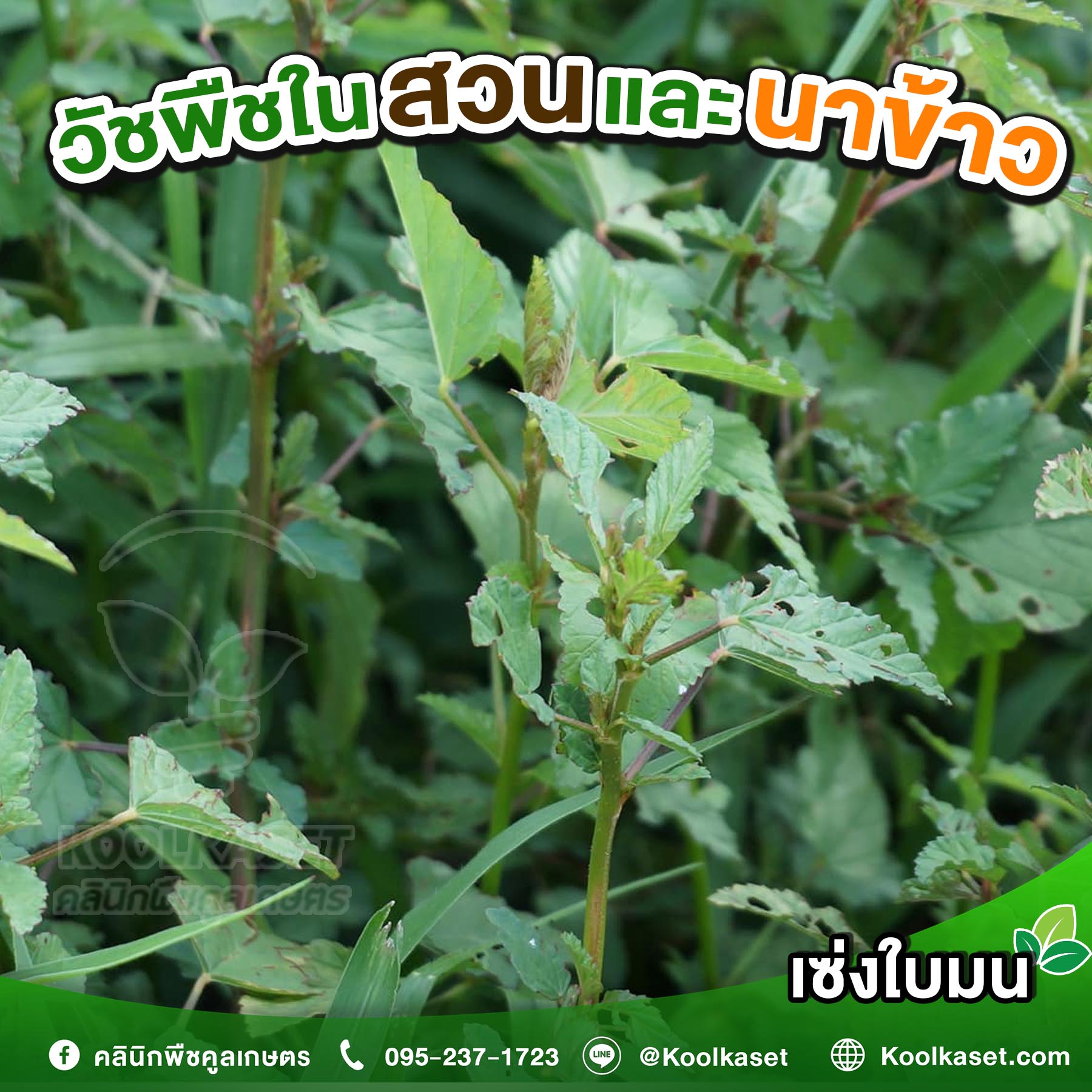 เซ่งใบมน