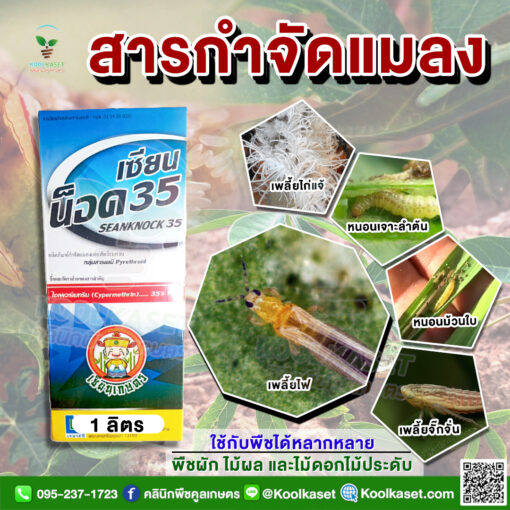 เดียว-เซียน-น็อค-35-JPG-510x510