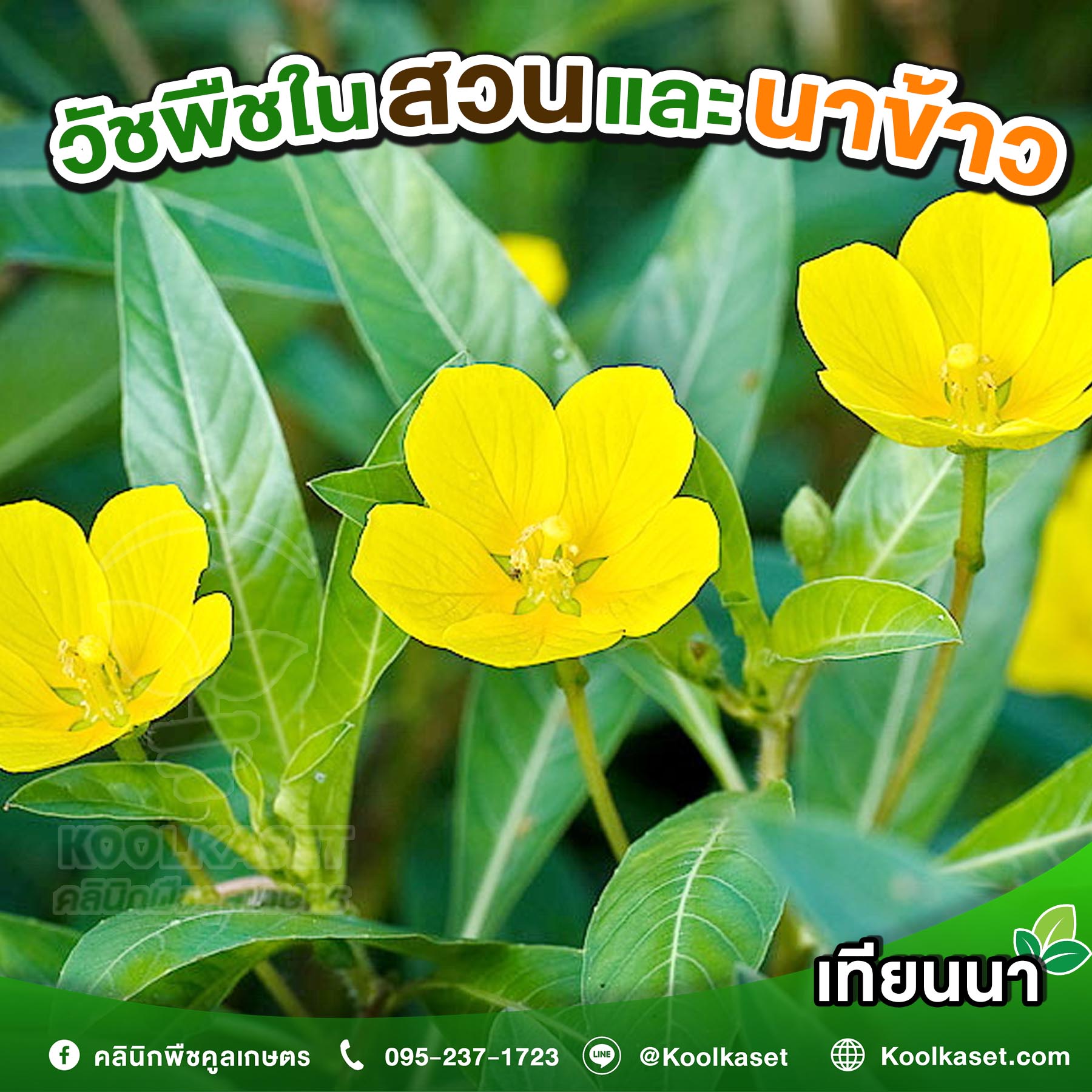 เทียนนา