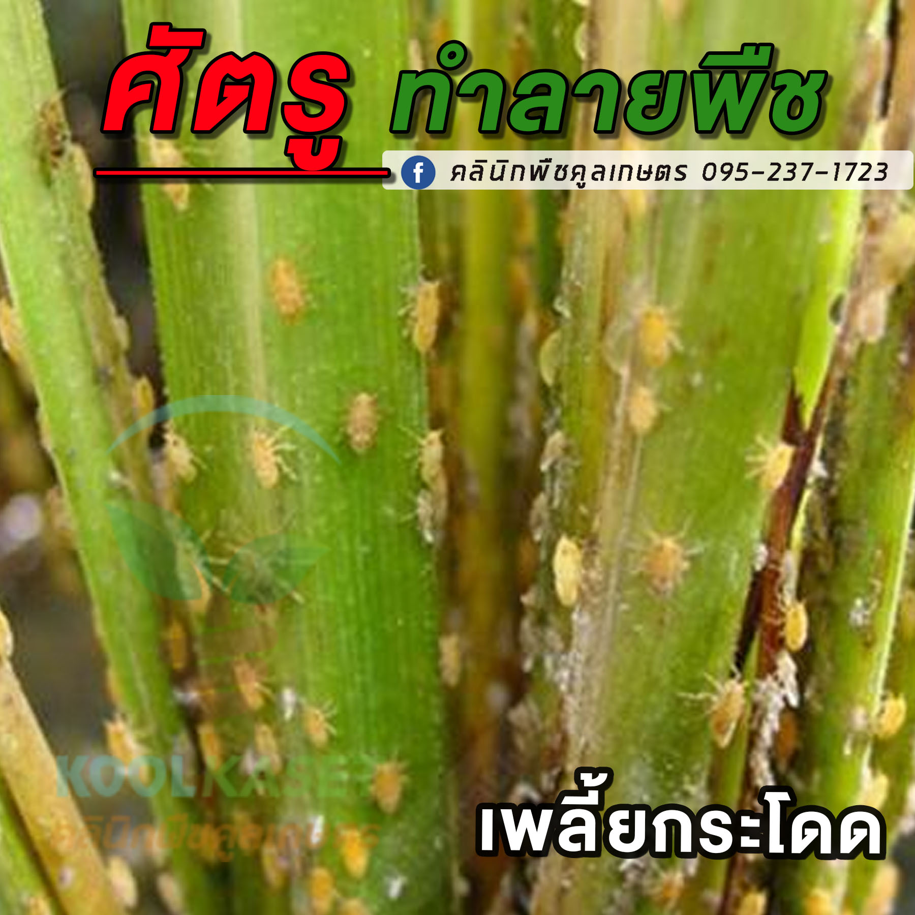 เพลี้ยกระโดด