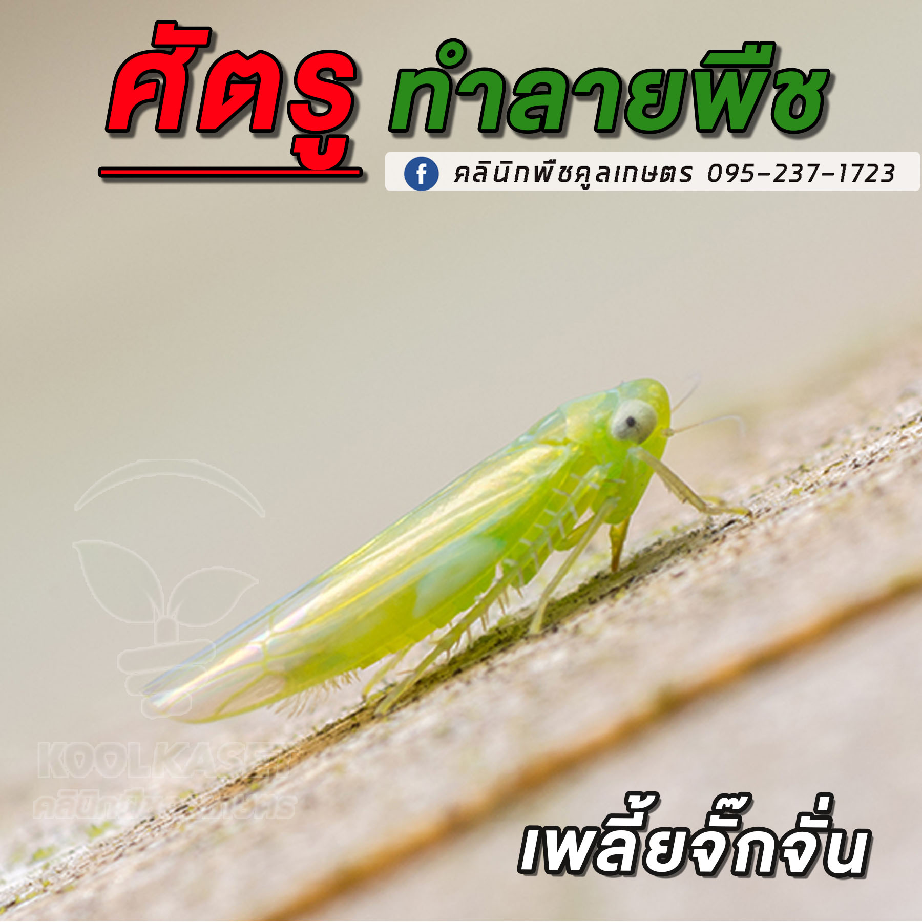 เพลี้ยจั๊กจั่น