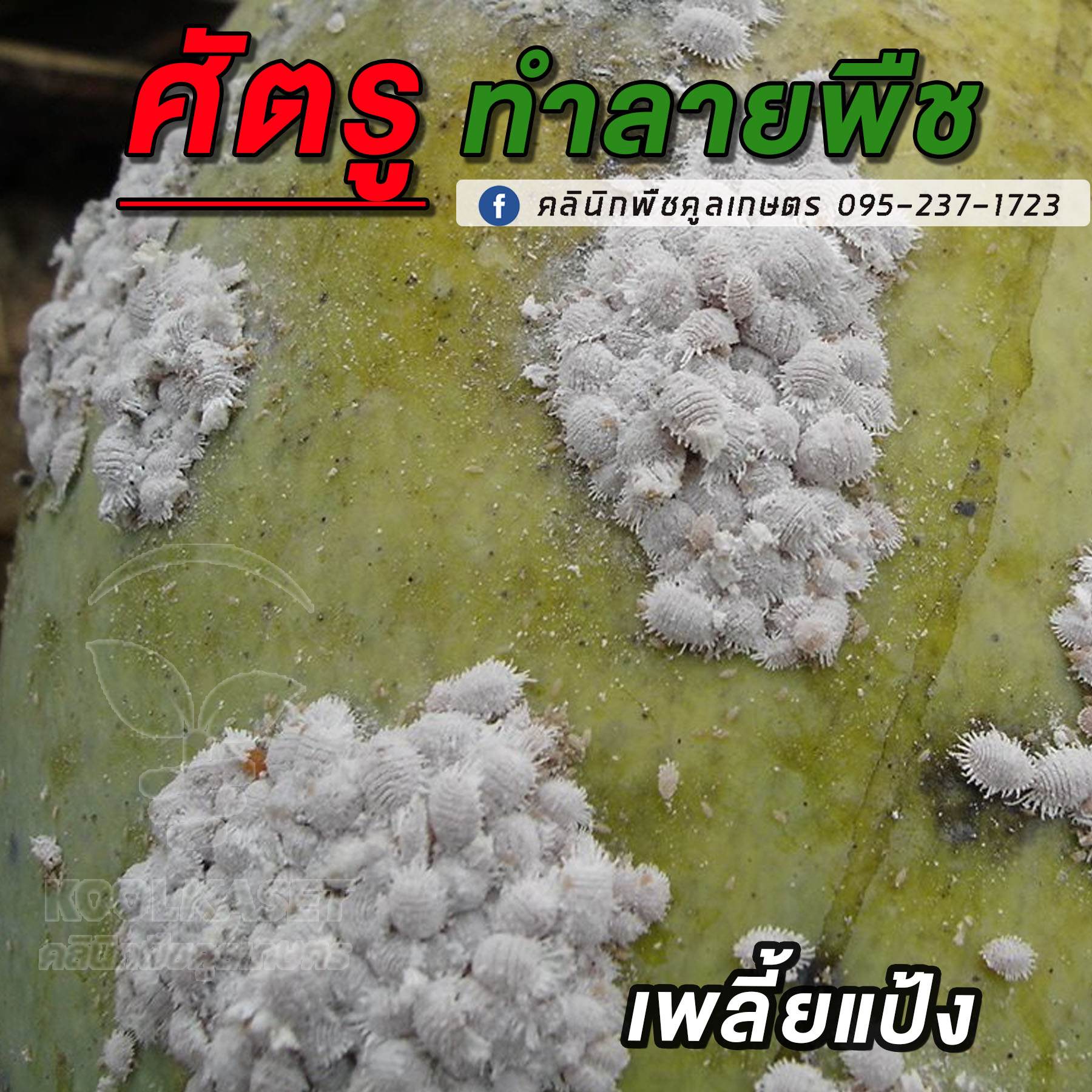 เพลี้ยแป้ง