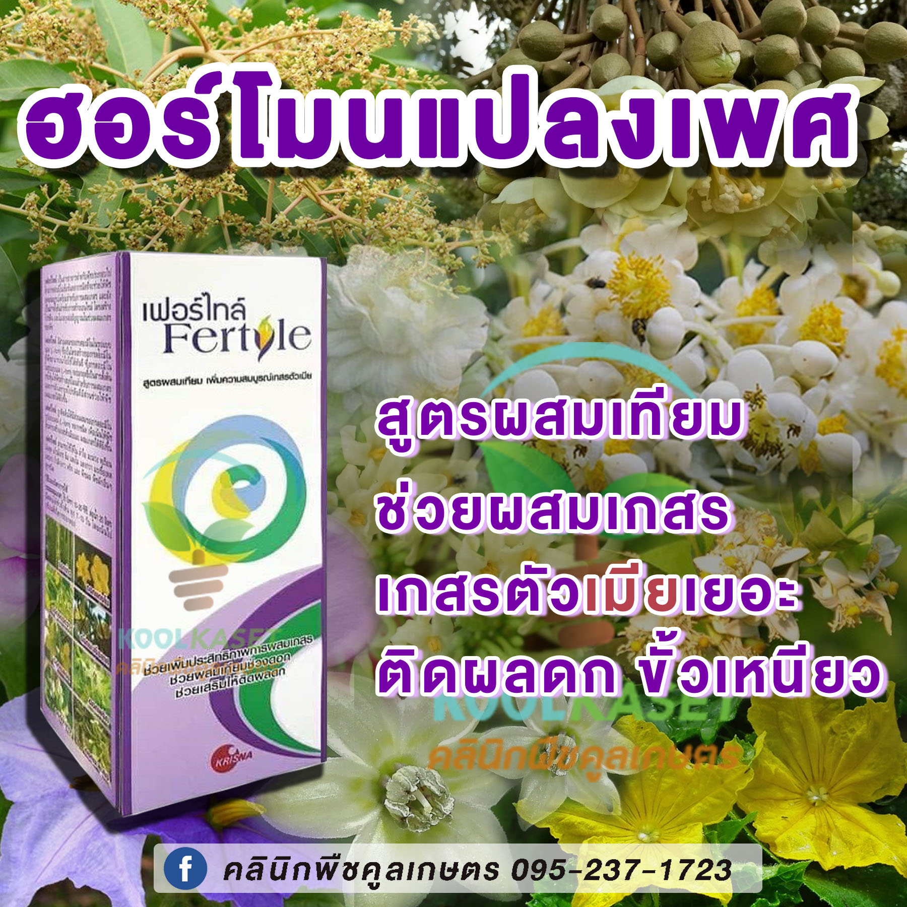 เฟอร์ไทล์