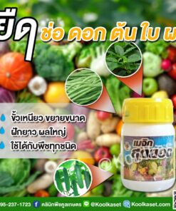 ยายืดผัก เมจิก ฮอร์โมน ต้นโตเร็ว ออกลูกขยาย ขั้วเหนียว ใช้ได้กับไม้ผล พืชผักทุกชนิด คลินิกคูลเกษตร
