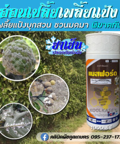 กำจัดเพลี้ย แมสฟอส เพลี้ยแป้ง เพลี้ยหอย มะเขือ มันสำปะหลัง มะเขือ พืชไร่ พืชผล คลินิกพืชคลูเกษตร