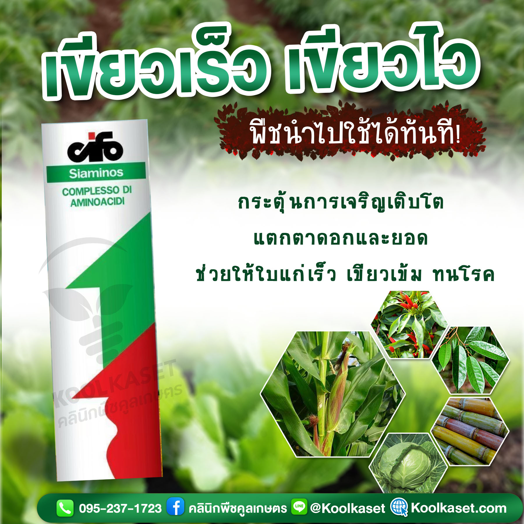 ไซแอมมิโนส