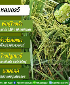 เมล็ดพันธุ์​ข้าว​ ข้าวเจ้า พันธุ์ใหม่ หอมอรวี นาปี แตกกอดี รวงแน่น ต้นแข็งแรง หอมนุ่ม คลินิกพืชคูลเกษตร