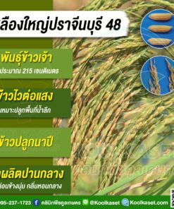 เมล็ดพันธุ์​ข้าว ข้าวเจ้า เหลืองใหญ่ปราจีน ปราจีนบุรี 48 ไวแสง นาปี ยืดตามน้ำ เหมาะพื้นที่น้ำลึก ทนน้ำท่วม คลินิกพืชคูลเกษตร